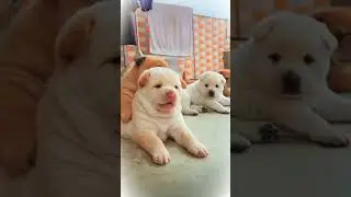 How do you look at us? #glassdog #viral #asmr #cute