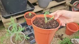 UK Giant Sequoia Update | 3rd August 2024