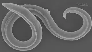 Roundworm woken up after 46,000-year nap...and it reproduced