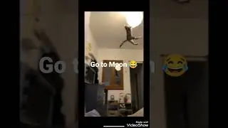 cat go to moon 😂😂