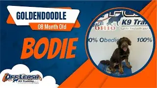 Freedom Board & Train | 8 mth Old Goldendoodle | Bodie | Cincinnati Dog Trainers Off Leash