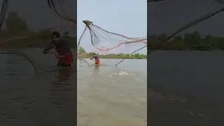 big fish catch by net fishing #viral #fishing #shorts