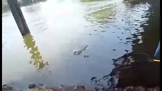 Big bowfin on live bait