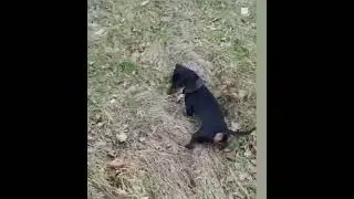 Dachshund Life &ldquo;Badger Hunting&rdquo;