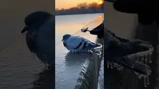 Pigeons Encased in Clear Ice After Freezing Rain ❄️😳