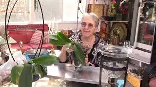 Re-potting two orchids and why and cymbidium winter care, Orchids in glass vases