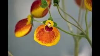 Calceolaria flower
