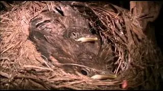 aktion tier: Amselnest mit 2 Jungen in hohlem Baum