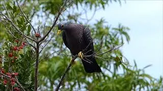 2016 11 22 16 13 P1660716 African Olive Pigeon