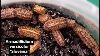 Armadillidium versicolor 'Slovenia' isopods for beginners