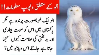 History of owls ullu in Islam | Real facts about owls in Urdu Hindi