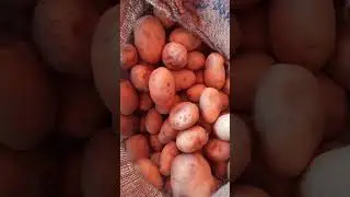 Agra potato rate today hyderabad 24-02-2023