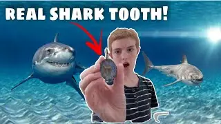 Real Shark Tooth and Epoxy Key Chain (Epoxy Art)