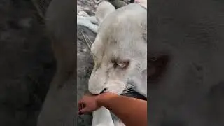Lion CLAWS