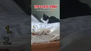 Top 5 Funny Cats Today #shorts #top5  #catcompilation #cat #funny #catlovers #pets #dailycat #cute