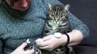 How to Trim Your Cat's Nails in 1 Minute