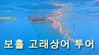 보홀 고래상어 투어 !!! 보홀에서 오슬롭으로 가자 !!