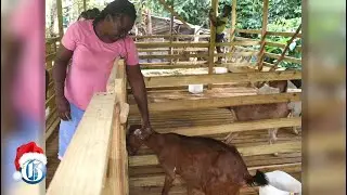 A goat and sheep farmer's woes