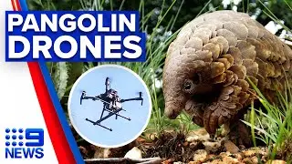 Backyard invention to protect endangered pangolin population | 9 News Australia