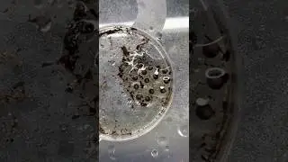 The magic of finding frog eggs 🐸 #dartfrog #frogs #eggs