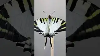 The Five-bar swordtail (𝐺𝑟𝑎𝑝ℎ𝑖𝑢𝑚 𝑎𝑛𝑡𝑖𝑝ℎ𝑎𝑡𝑒𝑠) #natureshorts #insectshorts