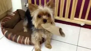 Snuggles plays with paper towel roll