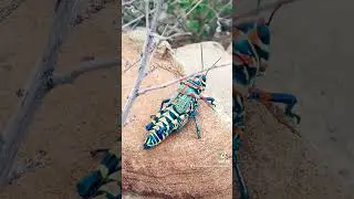 Arizona Border Towns- Wildlife Edition #nature #video #arizona #photography #desert #outdoors #wild