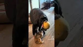 Dog videos compilation 2 