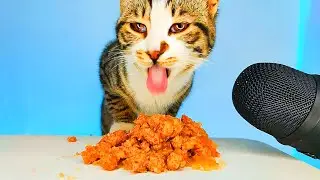 ASMR MUKBANG | Cat Eating Wet Food 😻🎧 (Satisfying Eating Sounds)