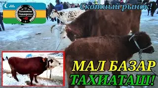 МАЛ БАЗАР СКОТНЫЙ РЫНОК #тахиаташ#каракалпакистан#бахалары#цены#сыйыр#бука#бузау#бык#корова#телята 