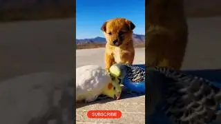 #shorts #tranding #viralshort #puppydog #birdsonyoutube #birdsounds #birdslovers #puppyshorts #puppy