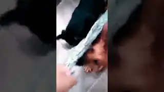 cabo de guerra kkkkk