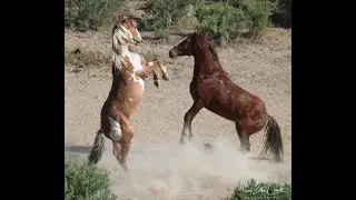 Wild Mustang Encounters in the Sand Wash Basin June 2020