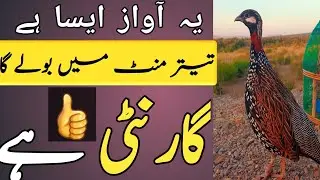 Teetar ko bulane wali awaaz|Kale Teetar ki awaaz|black teetar video|froncolin voice