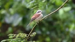 The Tiger Shrike | WILDLIFE SINGAPORE BIRDING | 4K