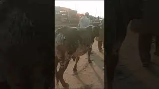 Lahore mandi #shortvideo #enjoyment #shopping #youtube #youtubeshorts #viral #foodlover #foodie