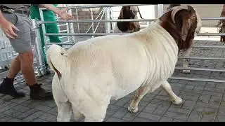 Goeie voorbeeld van 'n veredelde ram 2  Good example of an ennobled ram 2