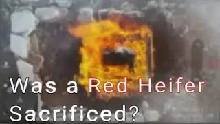 🔥🐂 Was a Red Heifer Sacrificed? Yes! Leeland Jones. Сожжение Рыжей Телицы было Жертвоприношением? Да