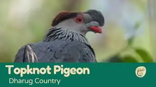 Silent Giants: Topknot Pigeons in the Sydney Forest