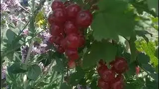 Смородина Горная Целебная.
