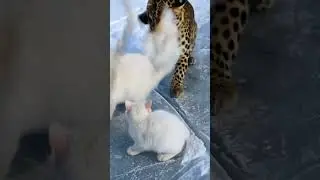 The Leopard Suddenly Attack, the Mother Cat Protecting her Kitten #cats #catshorts #ai #cat #animals