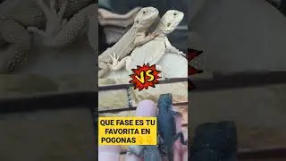 Que fases es tu favorita en pogonas?  #shorts #reptile