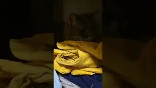 Кошка гладит бельишко #котики #кошки #cat #scottish #fun #love #любовь #cats