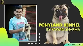 PUG TOY BREED DOG BREEDER | Funny Beagel Dog | Pug Breed,Beagel Breed | Ponyland kennel | Scoobers