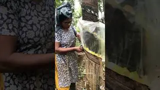 Rubber tapping #shorts