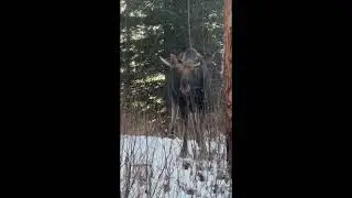 Moose Young Alaskan Bull! 