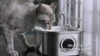 3.2L Stainless Steel Pet Water Feeder Auto Cat Fountain Smart Dog Water