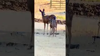 Beautiful pair of mother and fawn trying to tolerate the 104 degrees temp in California !