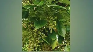 #Bishop wood tree ,Tiger tree ,#Uriam ,#Tuai