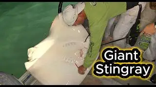 Bowfishing for stingrays in Florida